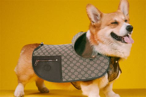 gucci dog raincoat|gucci collars for dogs.